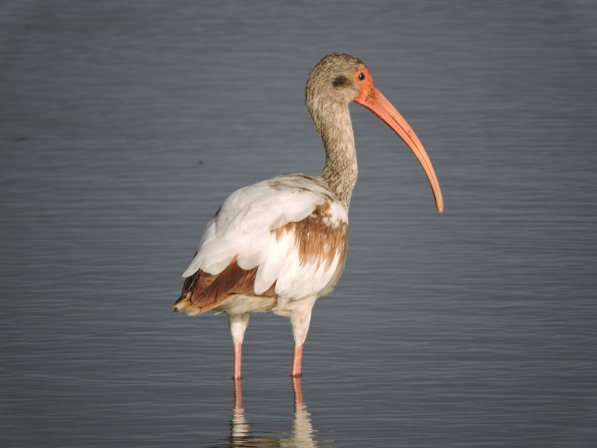 ibis bílý - ML30829511