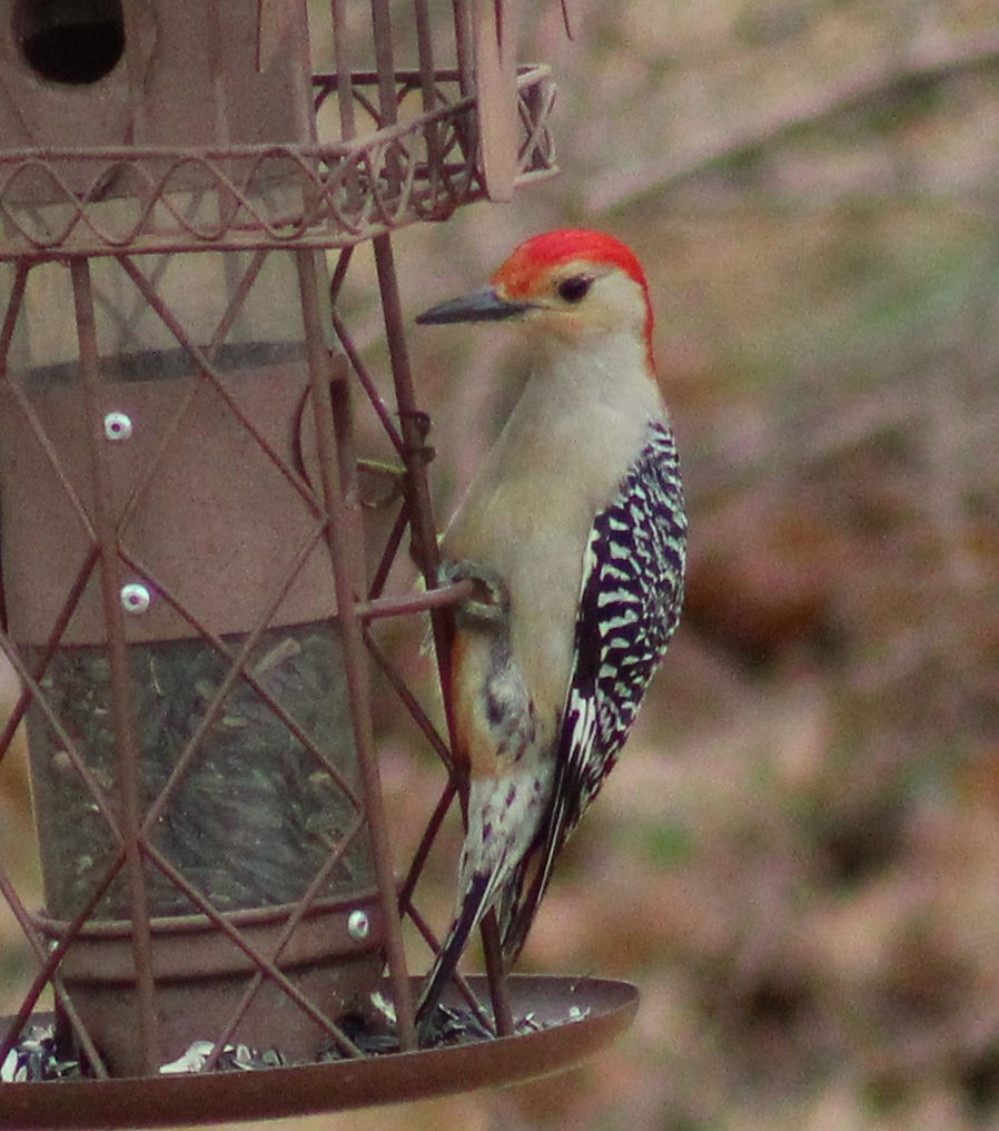 Red-bellied Woodpecker - ML308297481