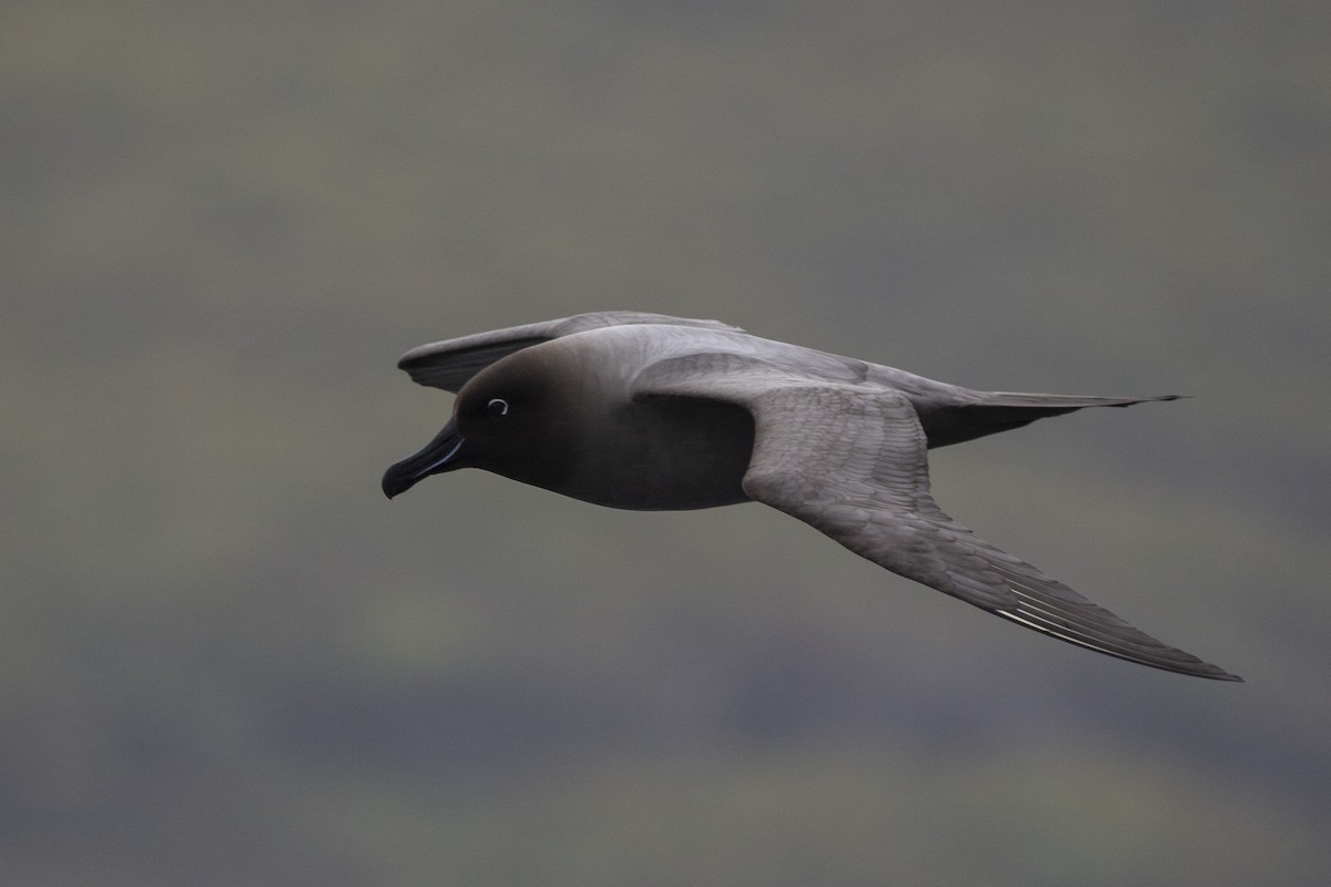 Light-mantled Albatross - Oscar Thomas