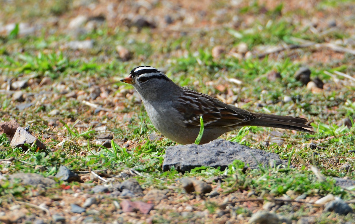 White-crowned Sparrow - ML308306021