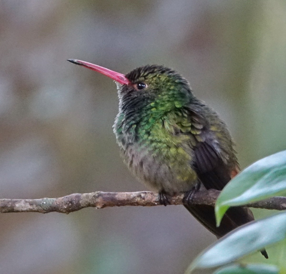 Rufous-tailed Hummingbird - ML308306571