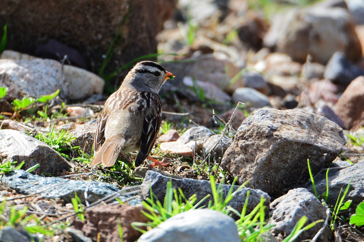 White-crowned Sparrow - ML308306791
