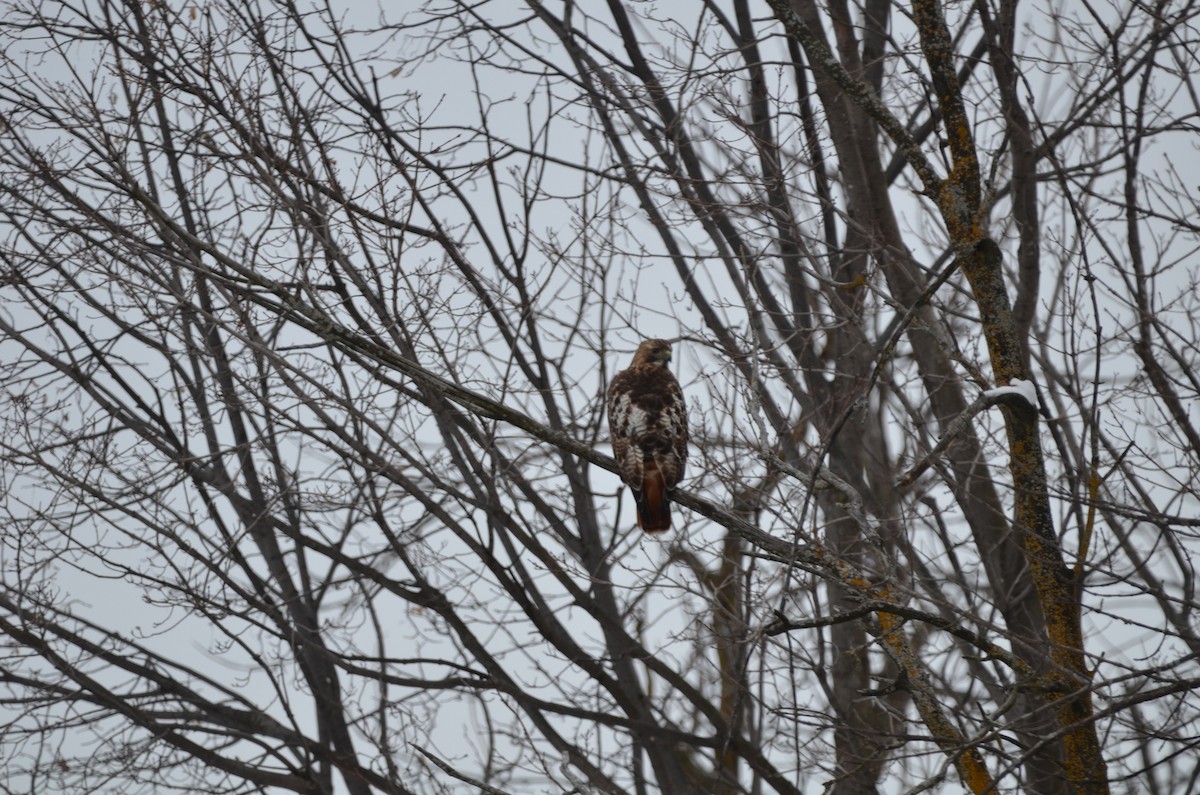 Red-tailed Hawk - ML308307321