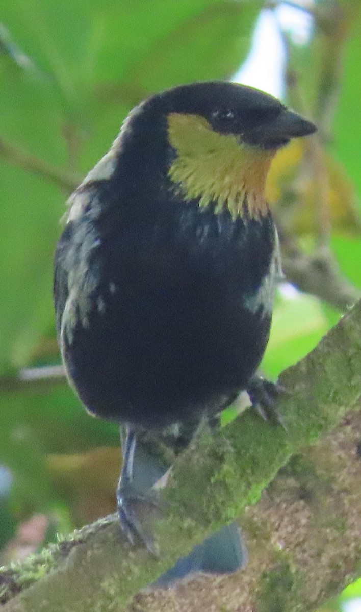 Green-throated Tanager - ML308309421