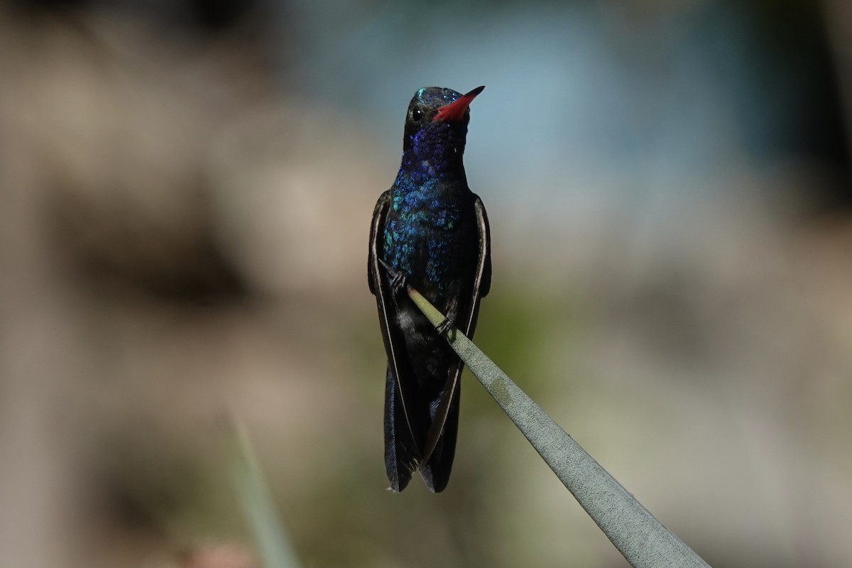 Turquoise-crowned Hummingbird - ML308313171