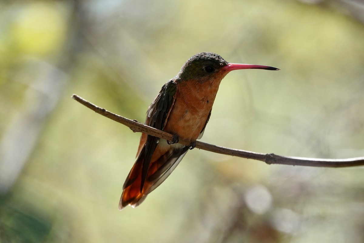 kolibřík ryšavý - ML308313371