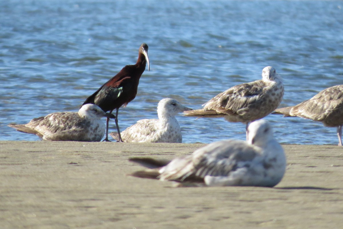 ibis hnědý - ML30831461
