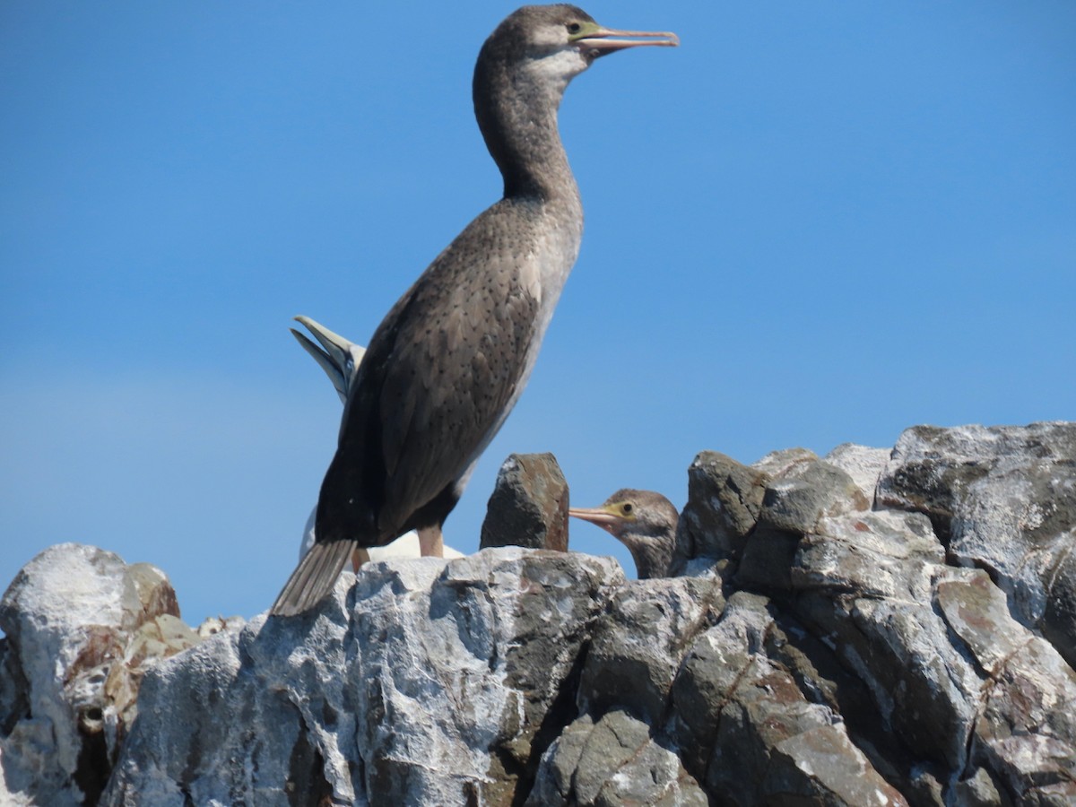 Spotted Shag - ML308315681