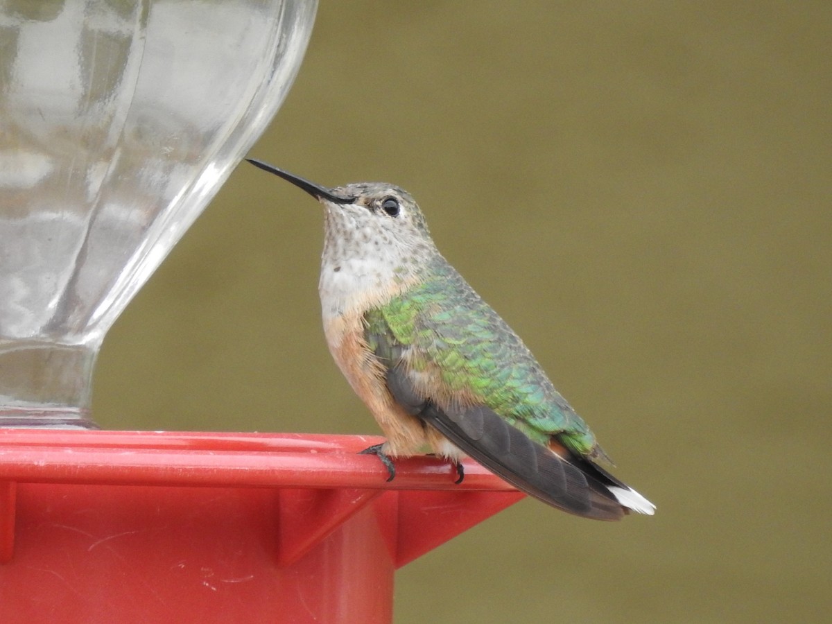 Broad-tailed Hummingbird - ML308320201