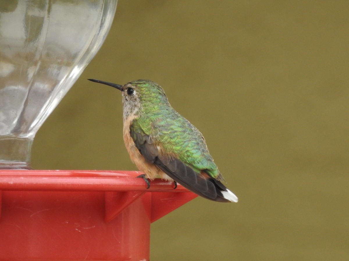 Broad-tailed Hummingbird - Chris Dean