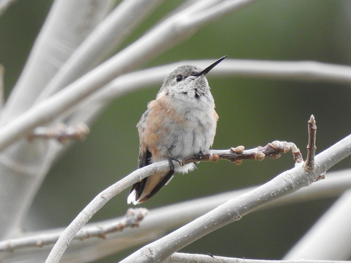 Broad-tailed Hummingbird - ML308320301