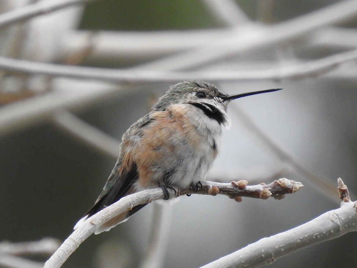 Broad-tailed Hummingbird - ML308320351