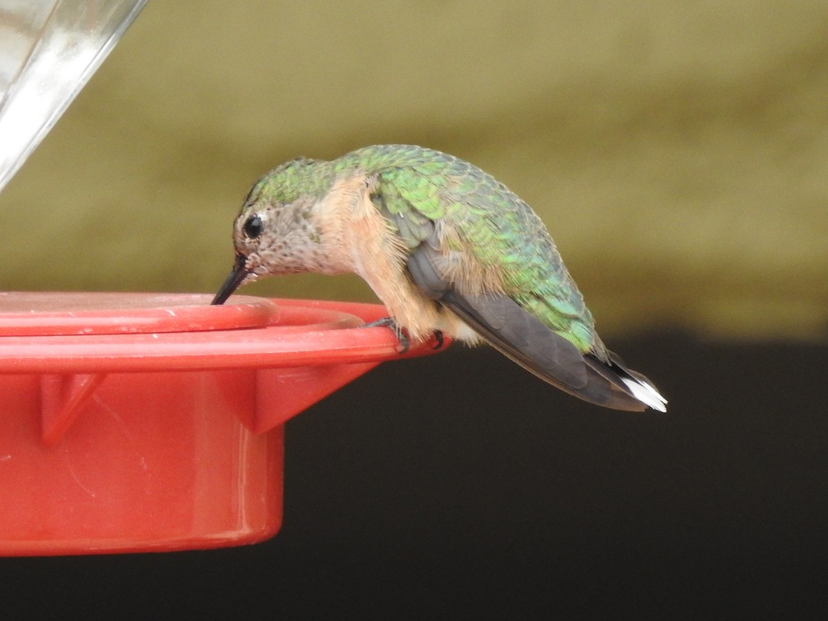 Broad-tailed Hummingbird - ML308320611