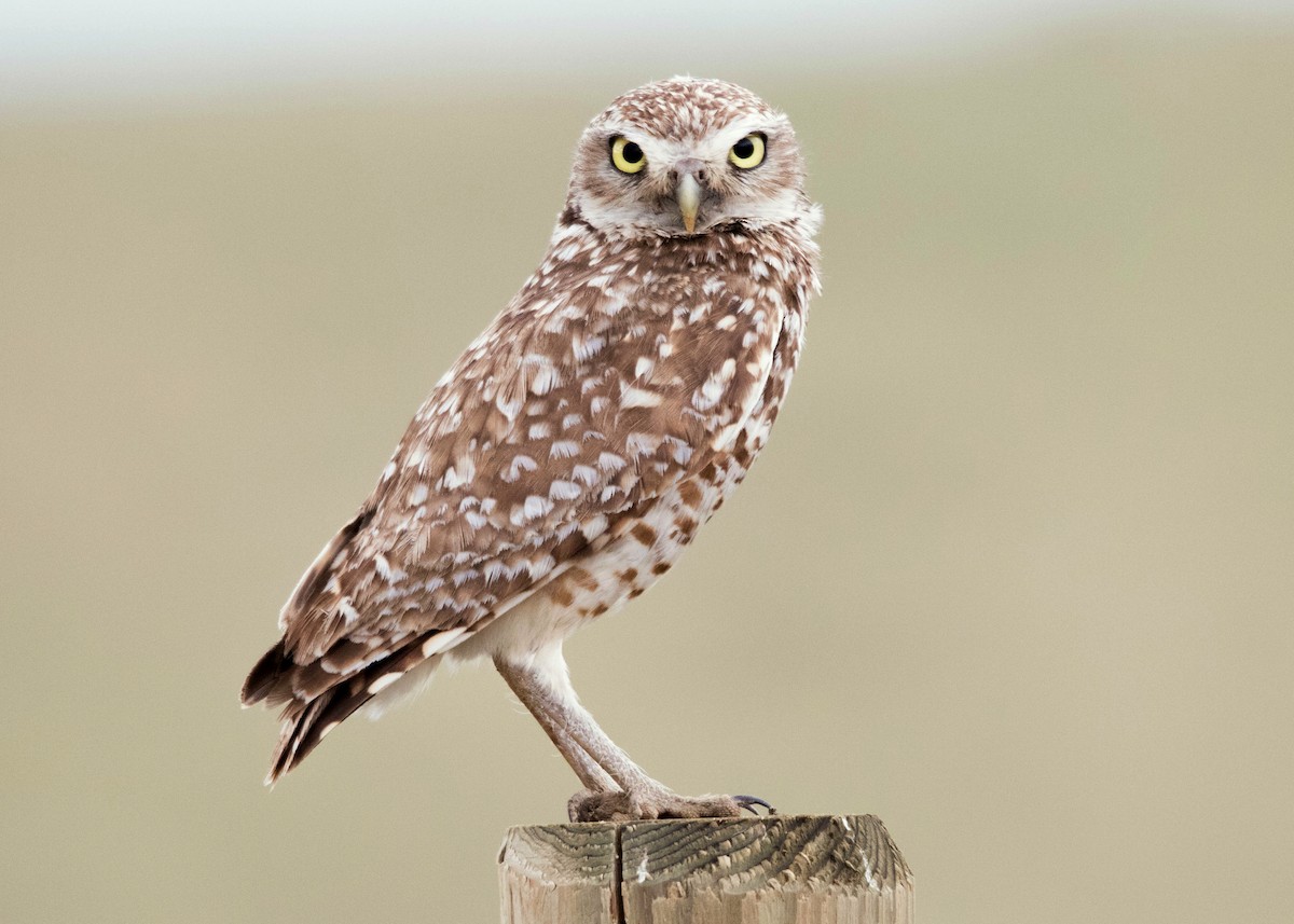 Burrowing Owl - ML30832391