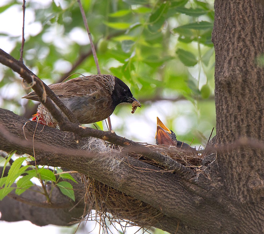 Red-vented Bulbul - ML30832861