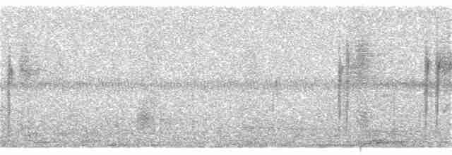 Gray-flanked Cinclodes - ML308329311