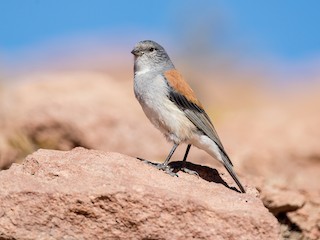  - Red-backed Sierra Finch