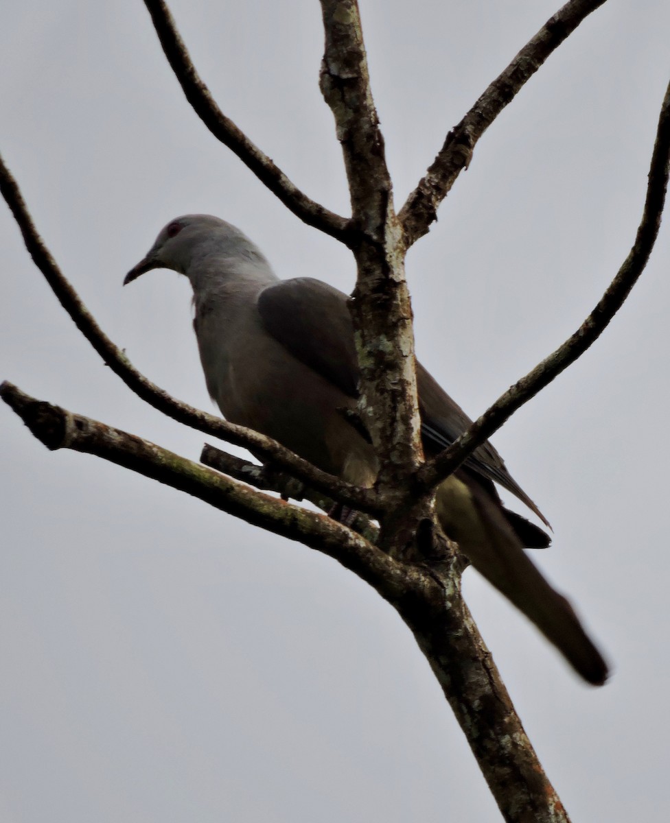 Peale's Imperial-Pigeon - ML308335331