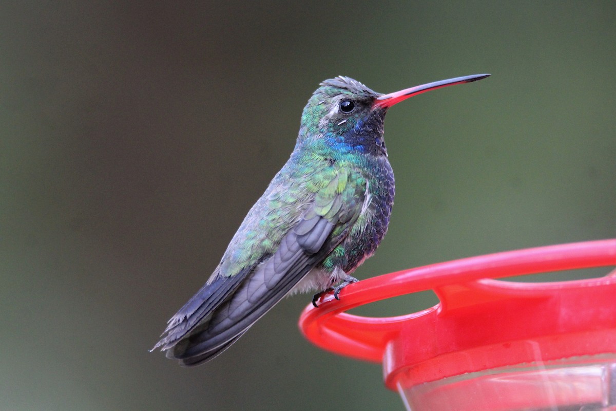Broad-billed Hummingbird - Patrick Sysiong