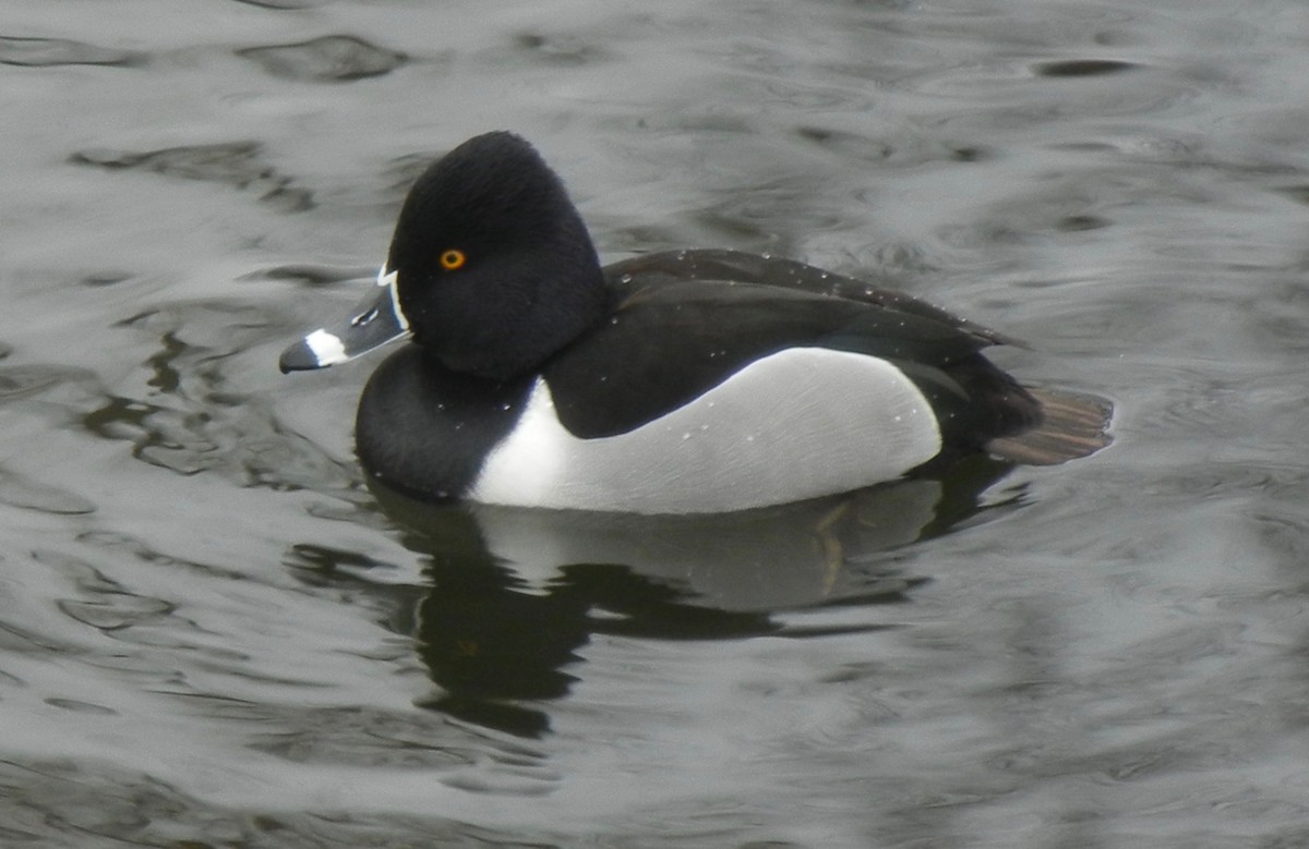 Ring-necked Duck - ML308336241