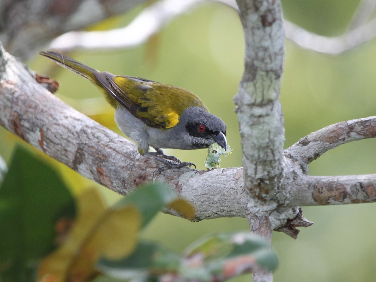 Yellow-shouldered Grosbeak - Parkerthraustes humeralis - Birds of the World