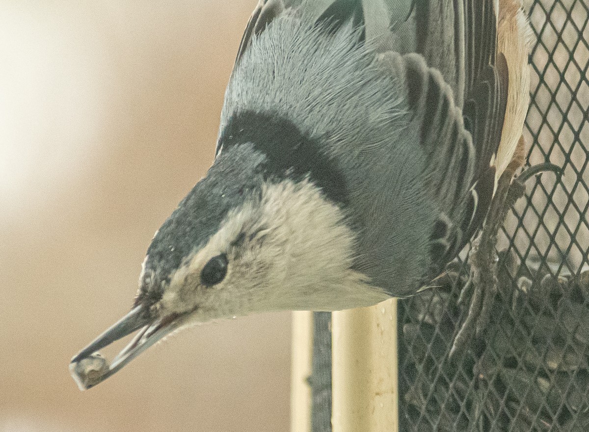 White-breasted Nuthatch - ML308338041