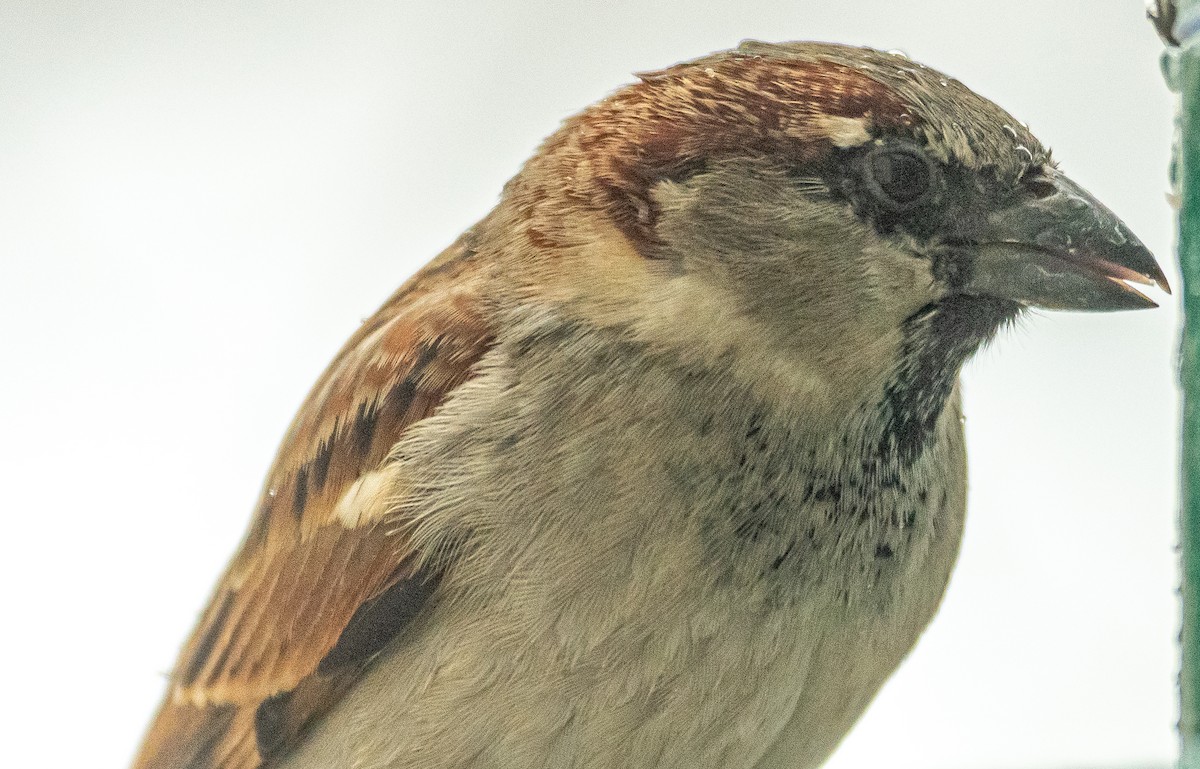 House Sparrow - ML308338161