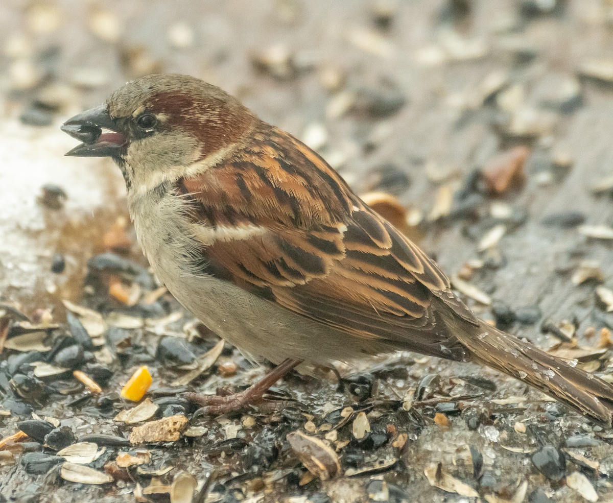 House Sparrow - ML308338191