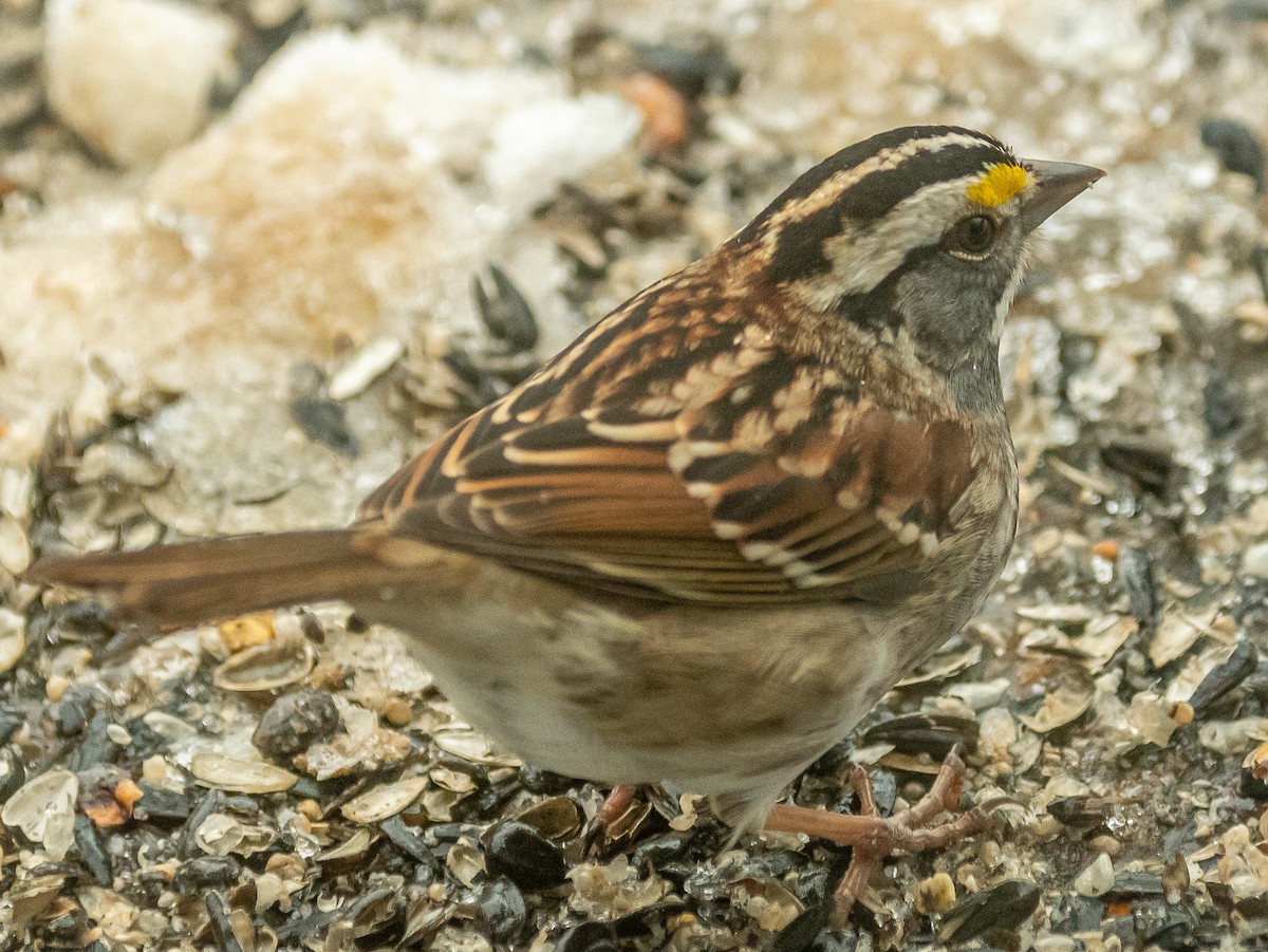 White-throated Sparrow - ML308338301