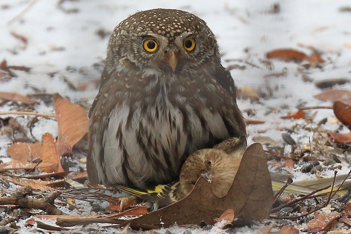 Northern Pygmy-Owl - Dave Kreft