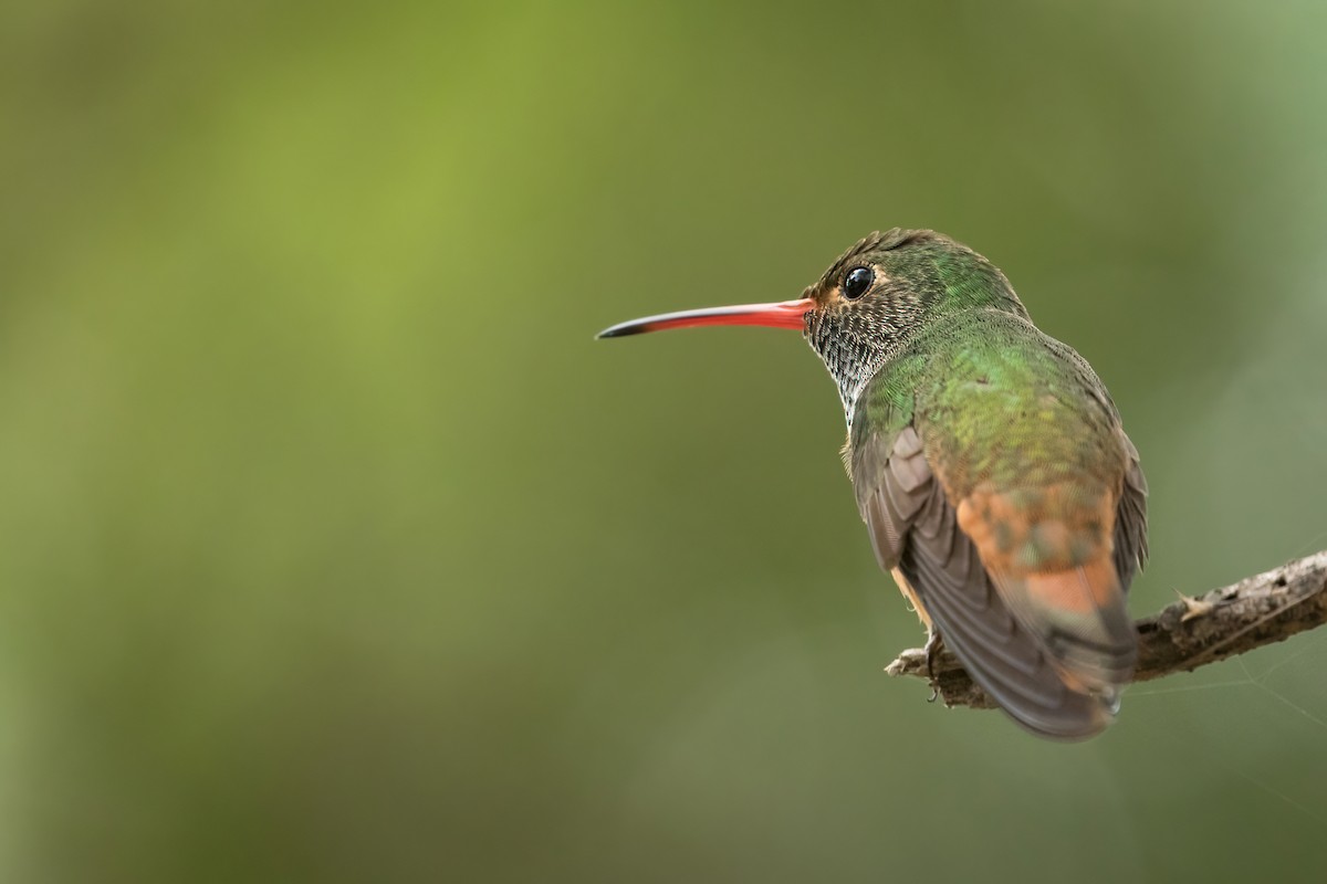 Buff-bellied Hummingbird - Tanner Martin
