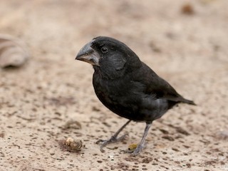  - Large Ground-Finch