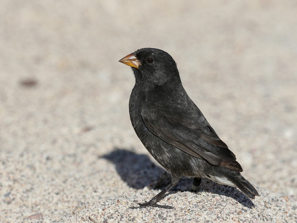 Small Ground-Finch - Geospiza fuliginosa - Birds of the World