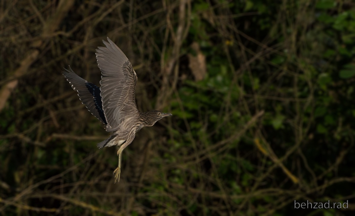 Black-crowned Night Heron - ML30834401
