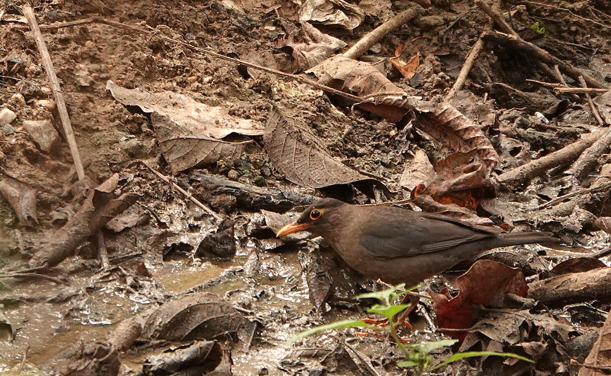 Indian Blackbird (Black-capped) - ML308346891