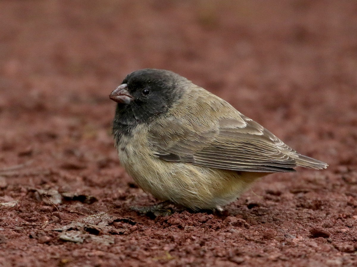 Small Tree-Finch - Camarhynchus parvulus - Birds of the World