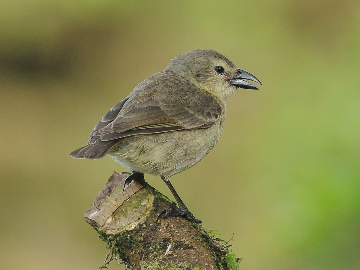 Woodpecker Finch - Camarhynchus pallidus - Birds of the World