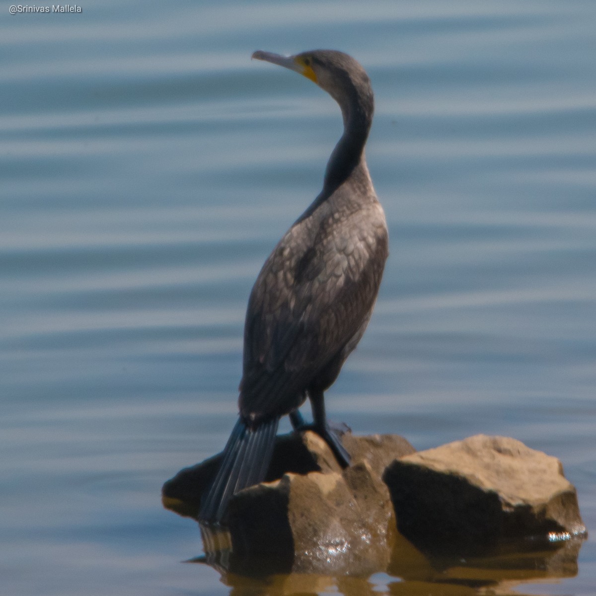 Great Cormorant - Srinivas Mallela