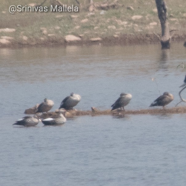 Indian Spot-billed Duck - Srinivas Mallela
