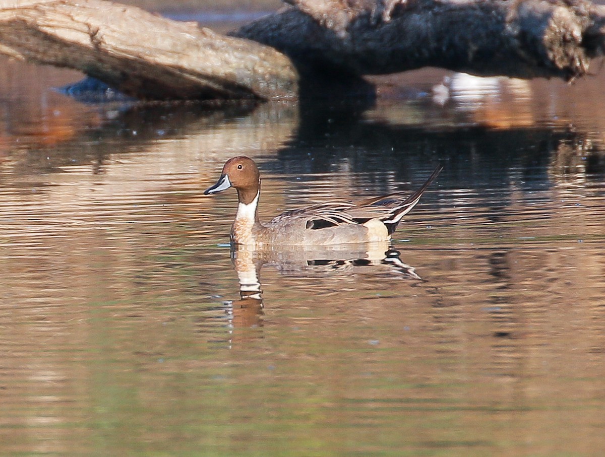 Northern Pintail - Neoh Hor Kee