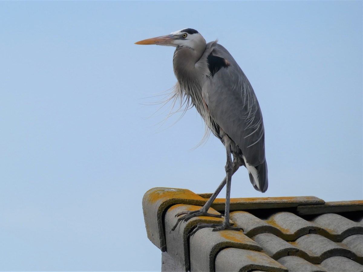 Great Blue Heron - Barry Mast