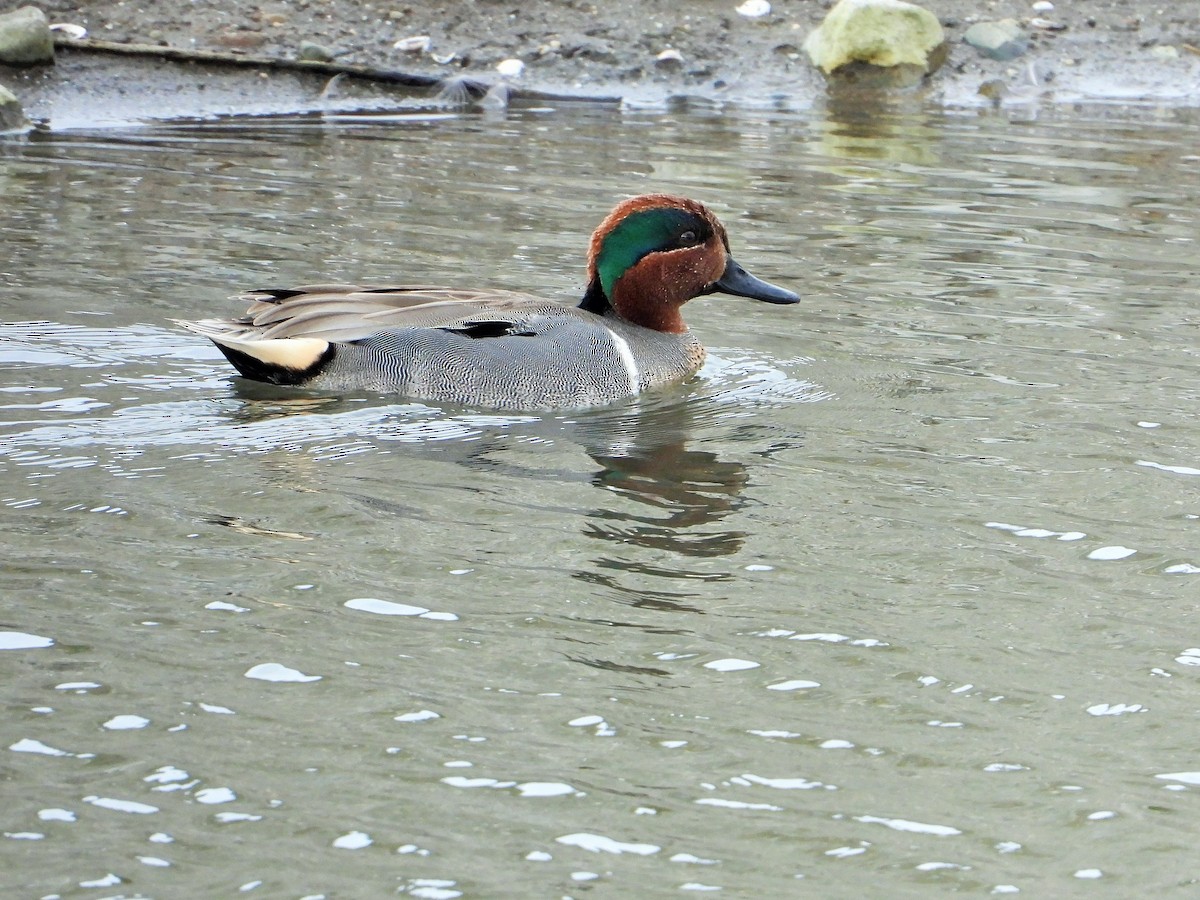 Green-winged Teal - ML308353081