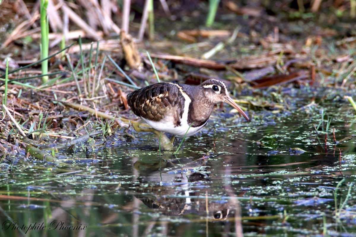 Greater Painted-Snipe - ML308354321