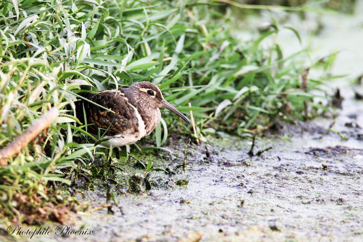Greater Painted-Snipe - ML308354331