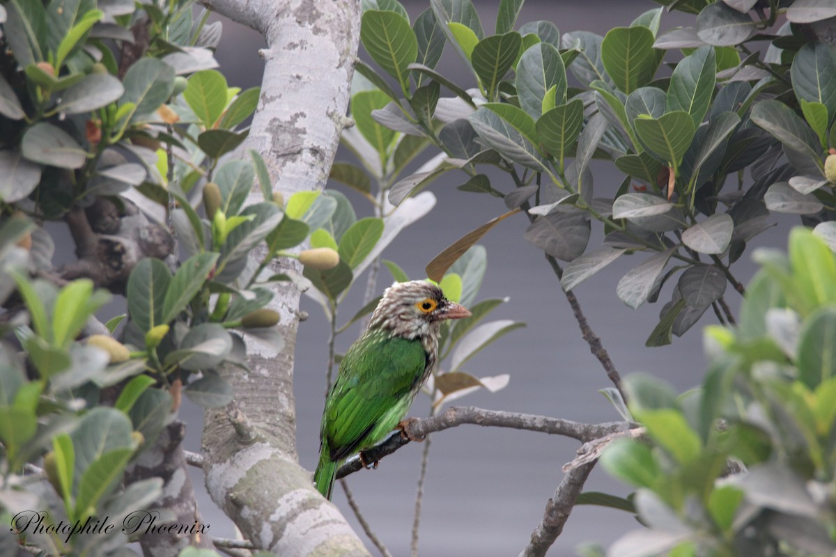 Lineated Barbet - Photophile Phoenix