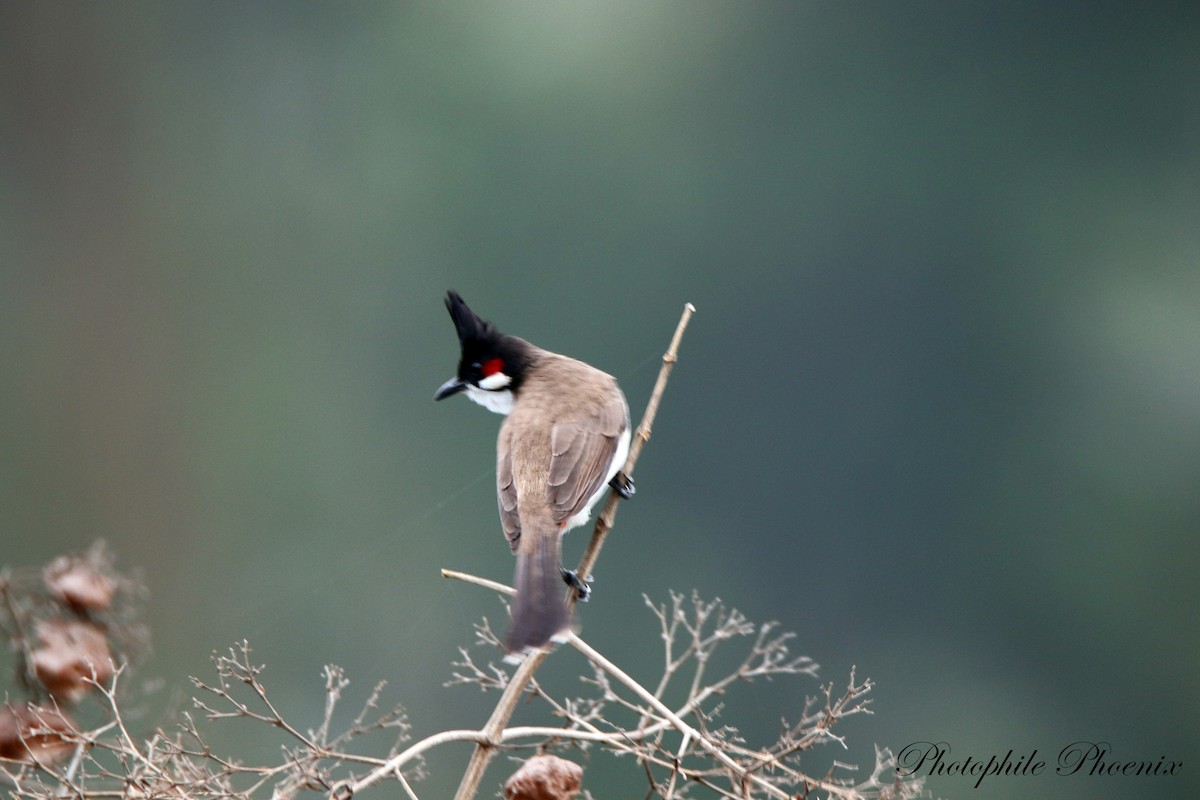 Red-whiskered Bulbul - Photophile Phoenix