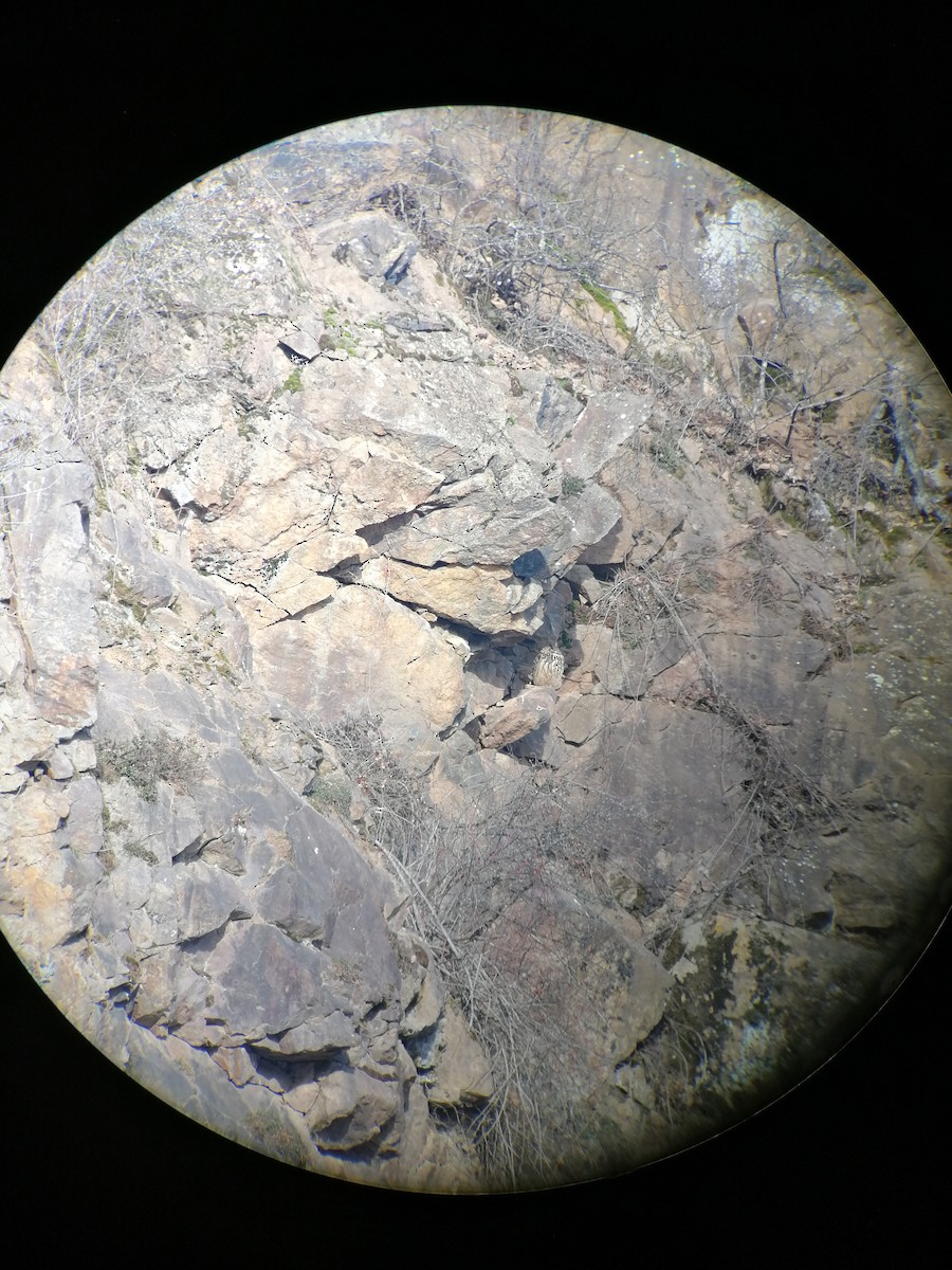 Eurasian Eagle-Owl - ML308355591