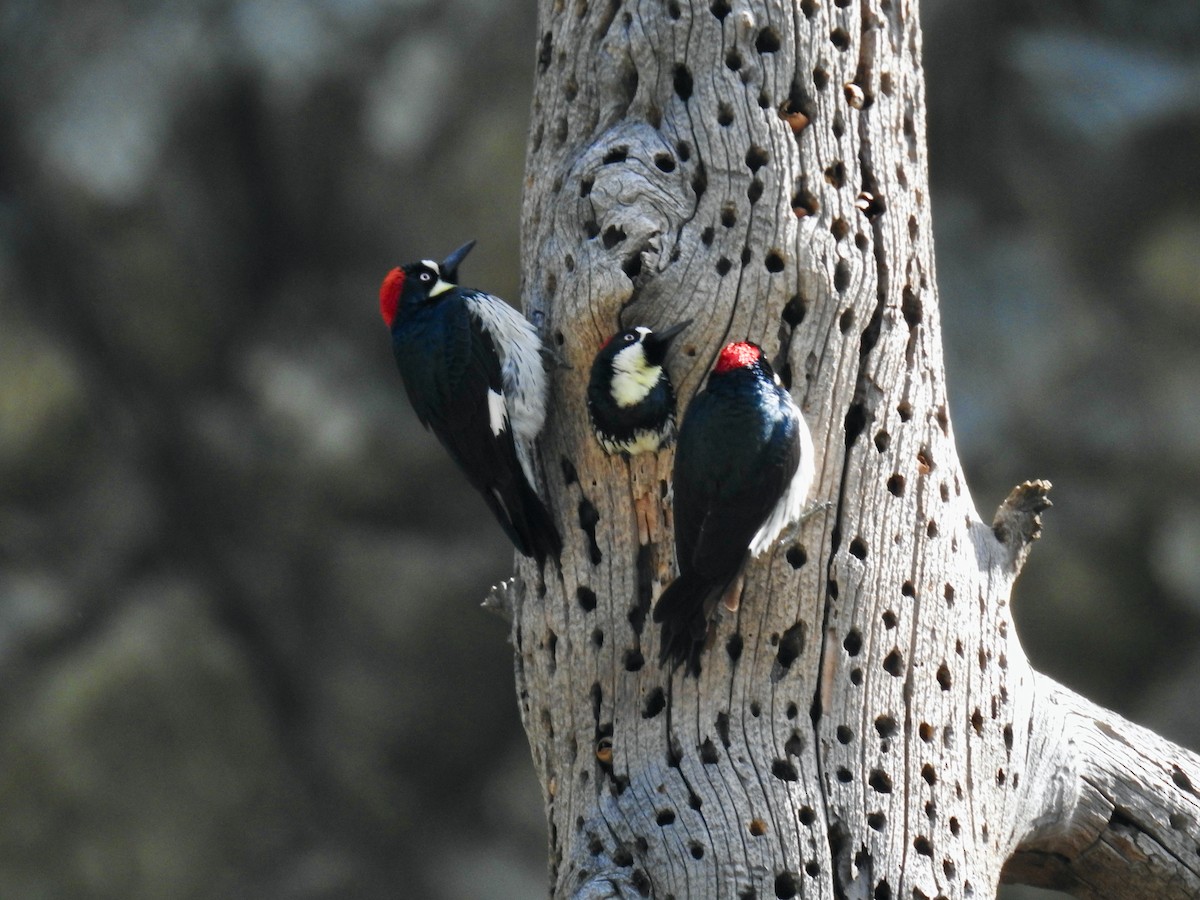 Acorn Woodpecker - James Maley