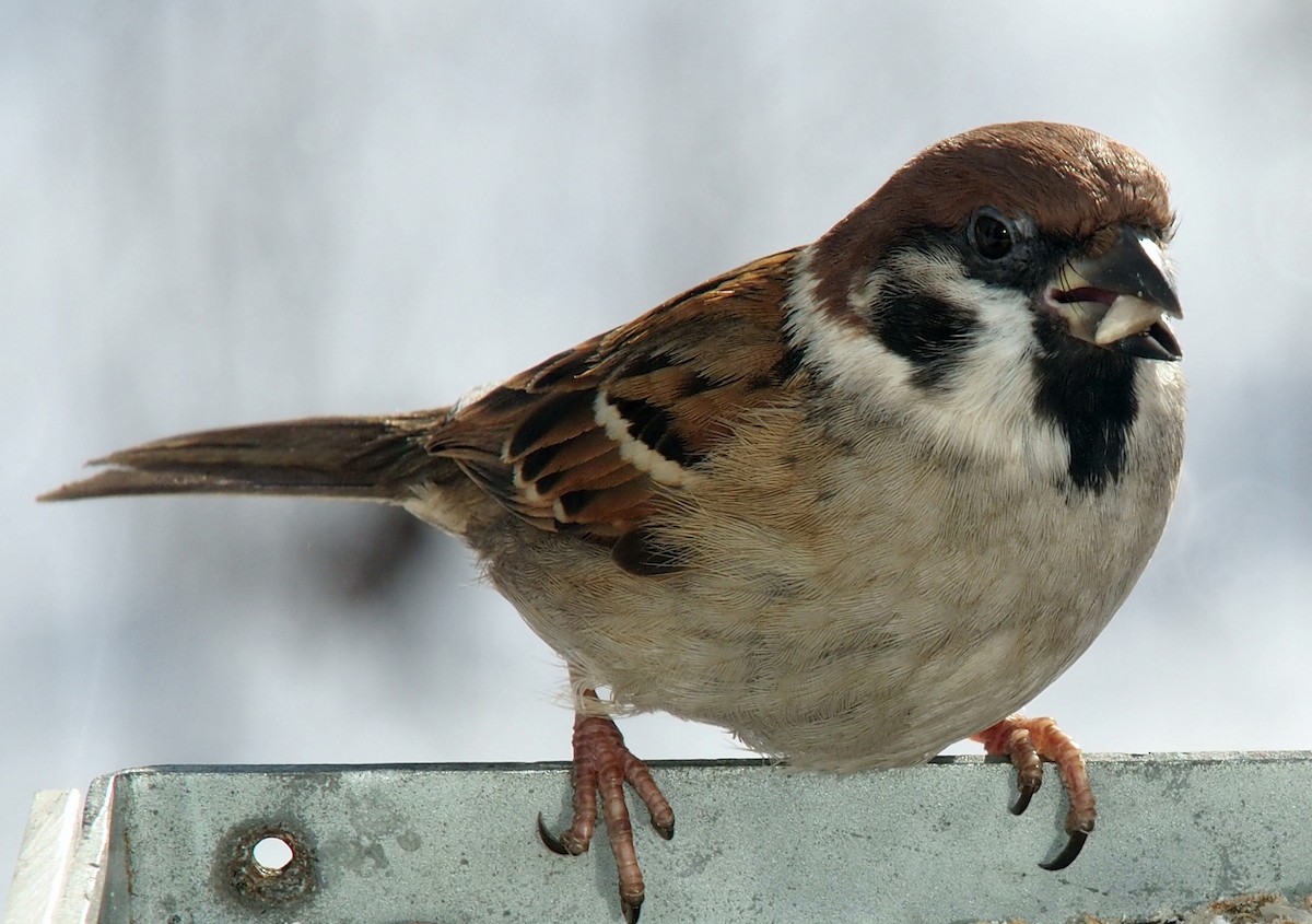 Eurasian Tree Sparrow - ML308361371