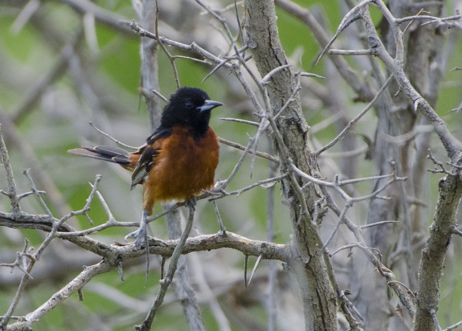 Orchard Oriole - ML30836381